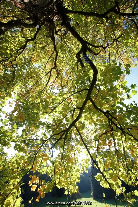 : Tulip Tree - autumn : Tulip Tree - autumn