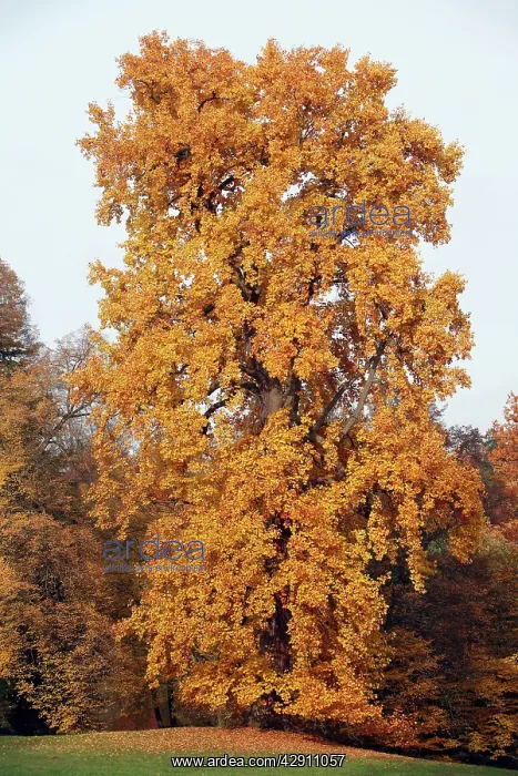 : Tulip Tree - autumn : Tulip Tree - autumn