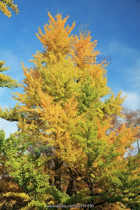 : Tulip Tree - in autumn colour : Tulip Tree - in autumn colour