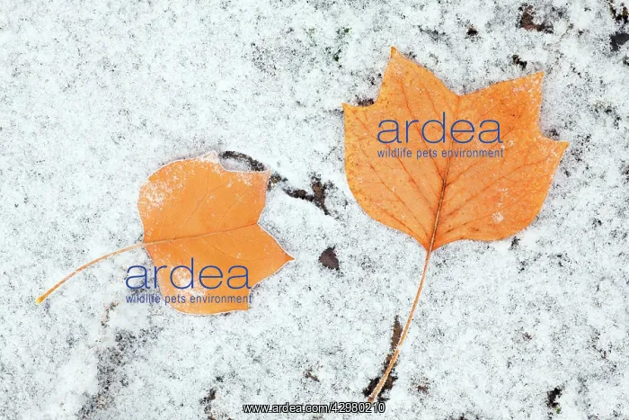 : Tulip Tree - autumn leaves on ground and hoar frost : Tulip Tree - autumn leaves on ground and hoar frost