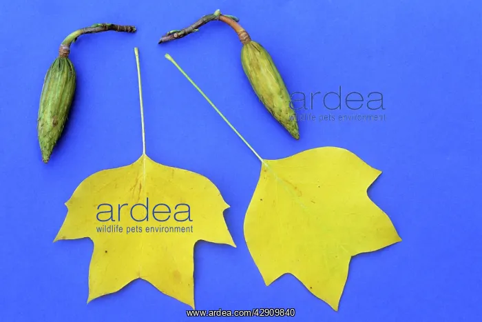 : Tulip Tree - leaves in autumn colour, and ripening : Tulip Tree - leaves in autumn colour, and ripening