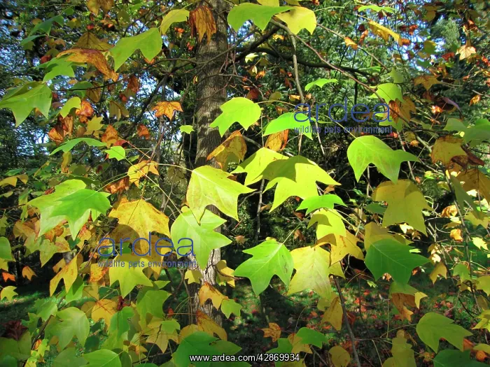 : Tulip Tree - Leaves just turning to Autumn colours : Tulip Tree - Leaves just turning to Autumn colours