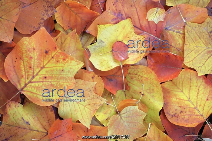 : Tulip Tree - leaves showing autumn colour : Tulip Tree - leaves showing autumn colour