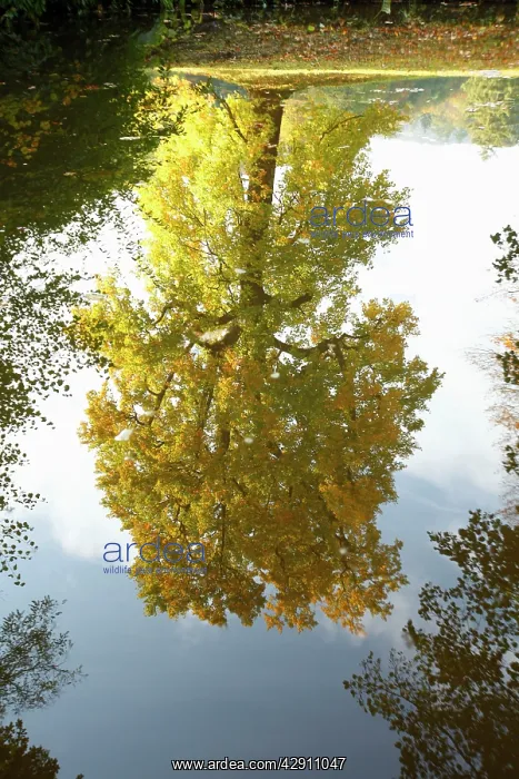  : Tulip Tree - reflection in lake - autumn