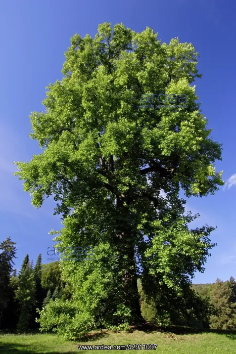: Tulip-Tree - standing in park : Tulip-Tree - standing in park