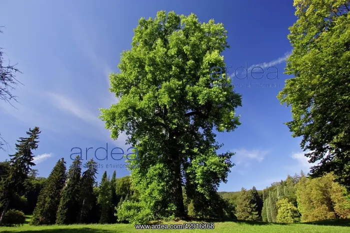 : Tulip-Tree - in Wilhems-HAihe hill park : Tulip-Tree - in Wilhems-HAihe hill park
