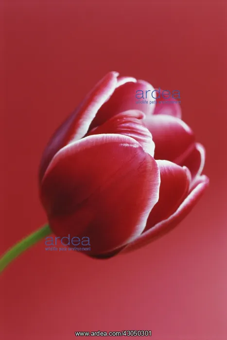  : Tulip, Triumph tulip, Tulipa Astarte