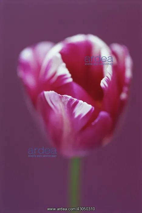 : Tulip, Triumph tulip, Tulipa Zurel : Tulip, Triumph tulip, Tulipa Zurel