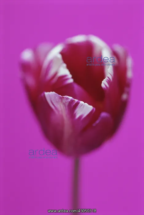 : Tulip, Triumph tulip, Tulipa Zurel : Tulip, Triumph tulip, Tulipa Zurel