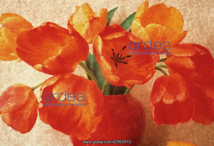 : Tulip, Tulipa : Tulip, Tulipa