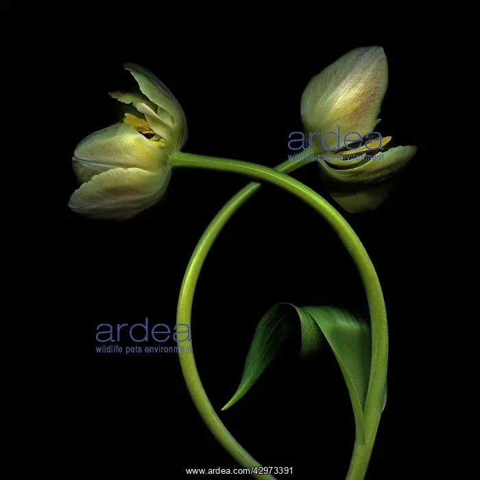 : Tulip, Tulipa : Tulip, Tulipa