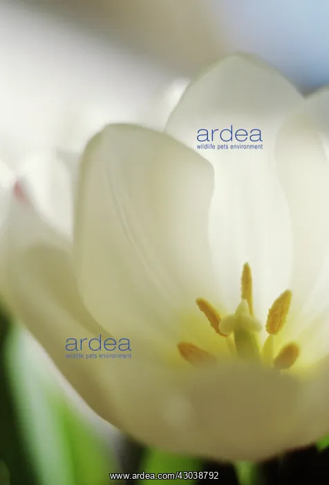 : Tulip, Tulipa : Tulip, Tulipa