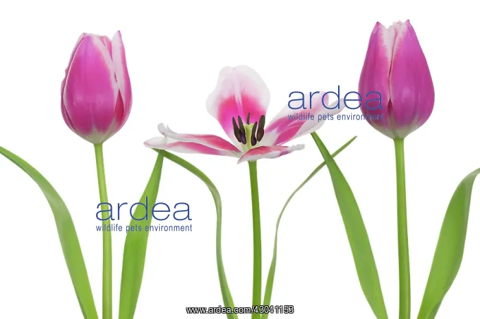 : Tulip, Tulipa : Tulip, Tulipa