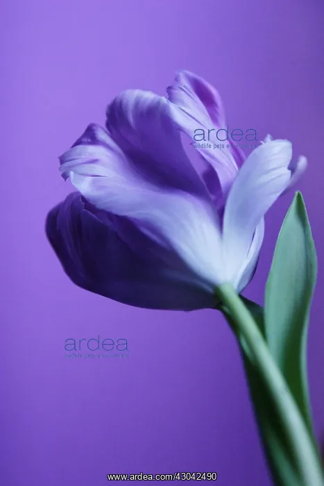 : Tulip, Tulipa : Tulip, Tulipa