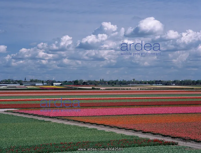 : Tulip, Tulipa : Tulip, Tulipa