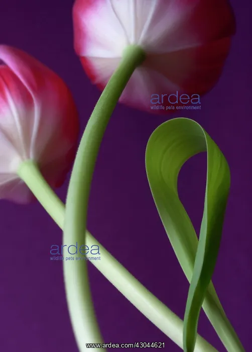 : Tulip, Tulipa : Tulip, Tulipa