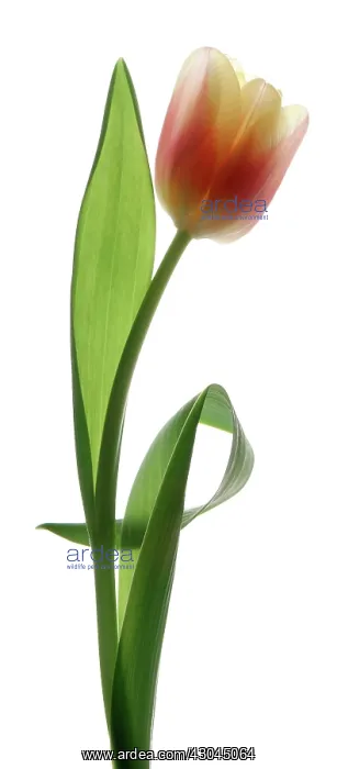 : Tulip, Tulipa : Tulip, Tulipa