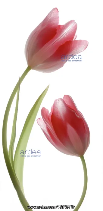 : Tulip, Tulipa : Tulip, Tulipa