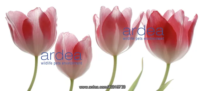 : Tulip, Tulipa : Tulip, Tulipa