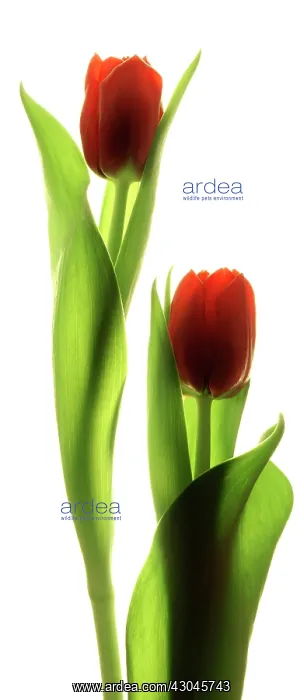 : Tulip, Tulipa : Tulip, Tulipa