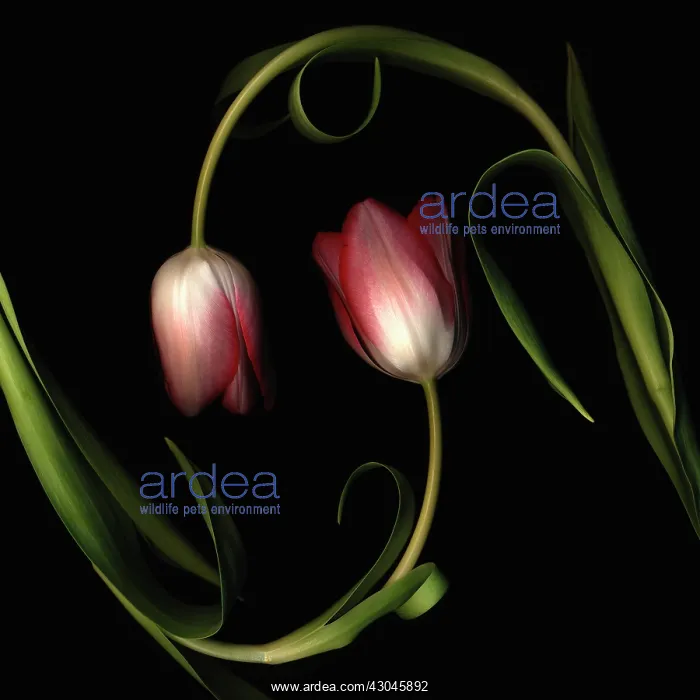 : Tulip, Tulipa : Tulip, Tulipa