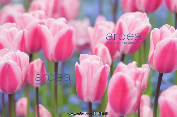 : Tulip, Tulipa : Tulip, Tulipa