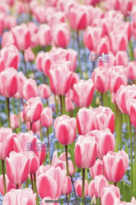 : Tulip, Tulipa : Tulip, Tulipa