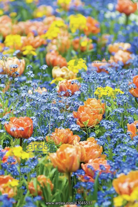 : Tulip, Tulipa : Tulip, Tulipa