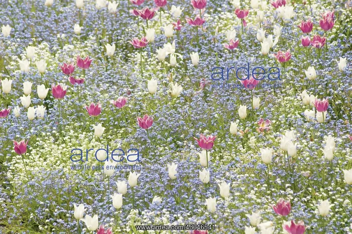 : Tulip, Tulipa : Tulip, Tulipa