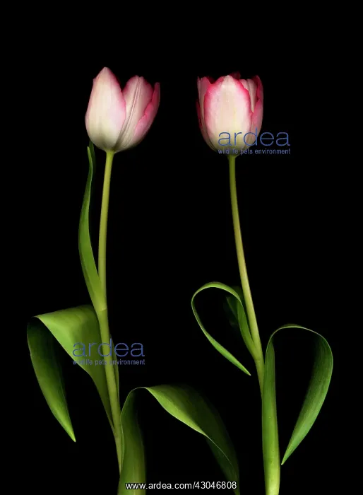 : Tulip, Tulipa : Tulip, Tulipa