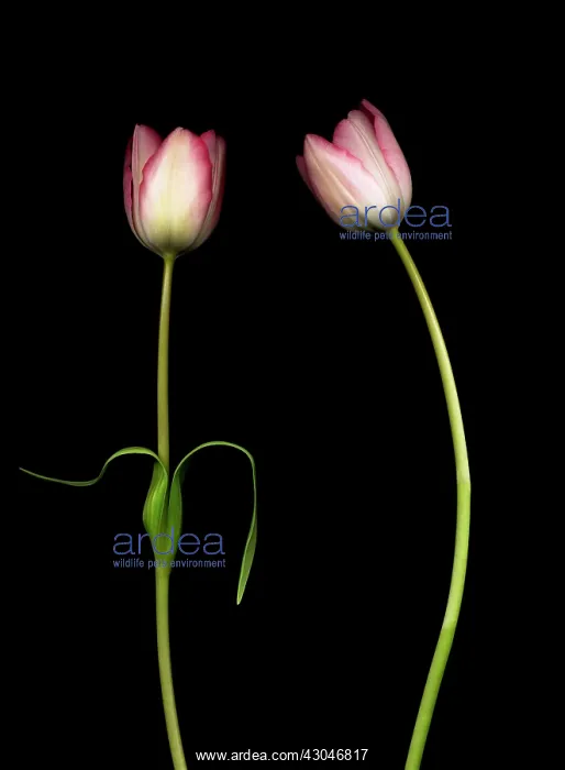  : Tulip, Tulipa