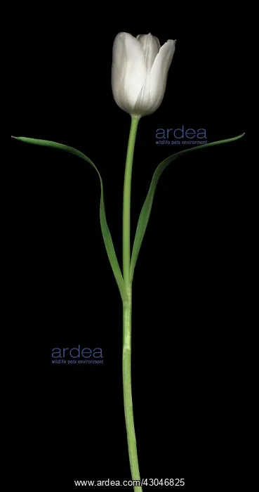  : Tulip, Tulipa