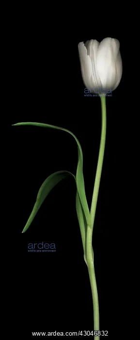 : Tulip, Tulipa : Tulip, Tulipa