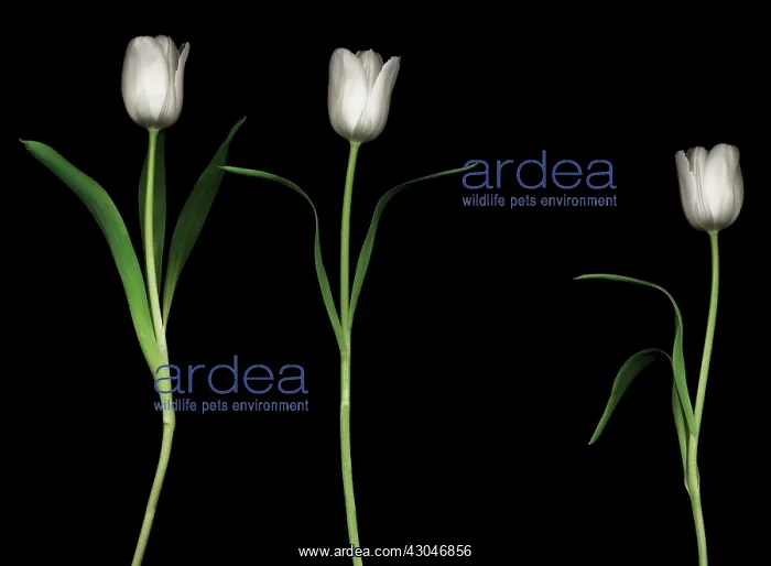 : Tulip, Tulipa : Tulip, Tulipa