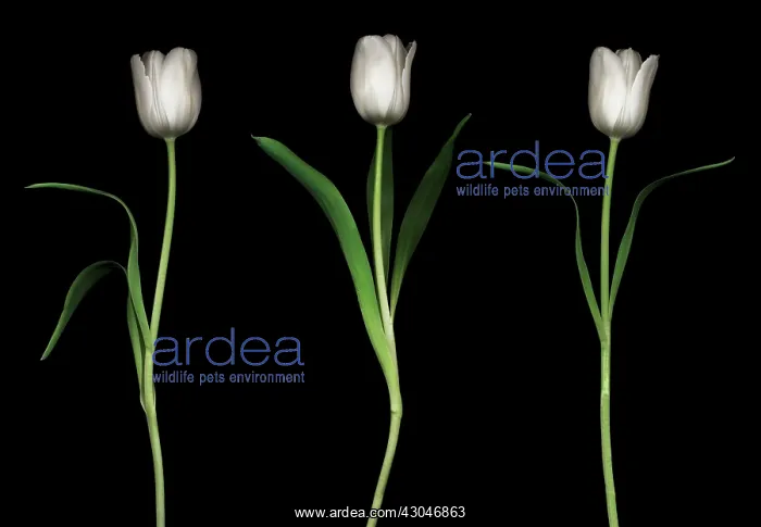 : Tulip, Tulipa : Tulip, Tulipa