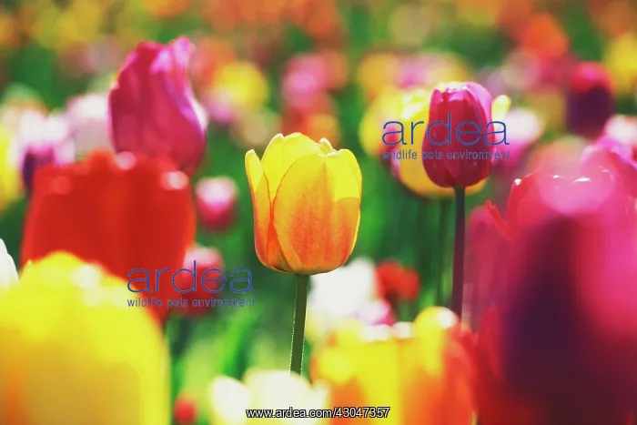 : Tulip, Tulipa : Tulip, Tulipa
