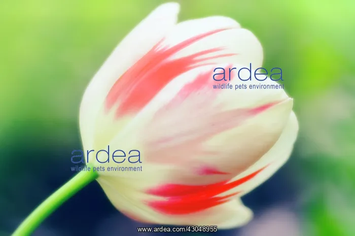 : Tulip, Tulipa : Tulip, Tulipa