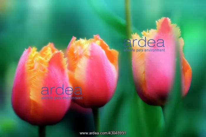 : Tulip, Tulipa : Tulip, Tulipa