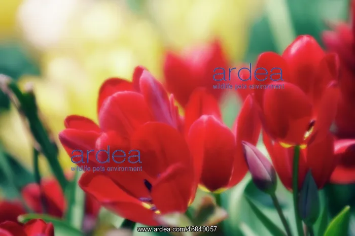 : Tulip, Tulipa : Tulip, Tulipa