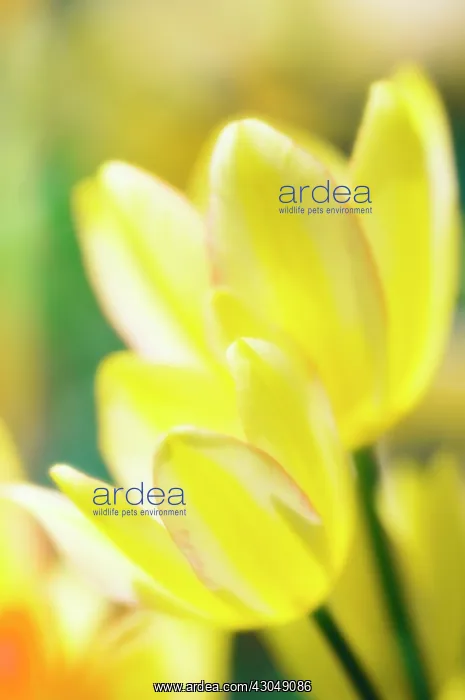 : Tulip, Tulipa : Tulip, Tulipa