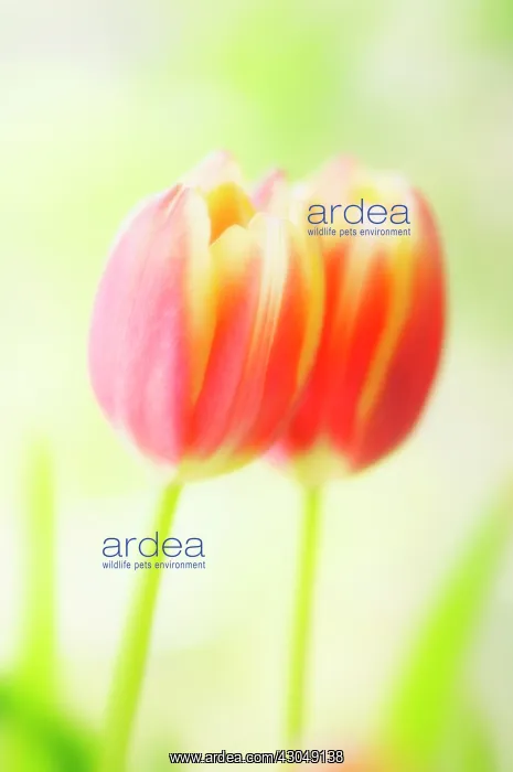 : Tulip, Tulipa : Tulip, Tulipa