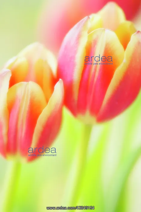 : Tulip, Tulipa : Tulip, Tulipa