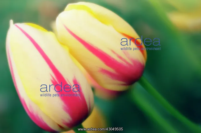 : Tulip, Tulipa : Tulip, Tulipa