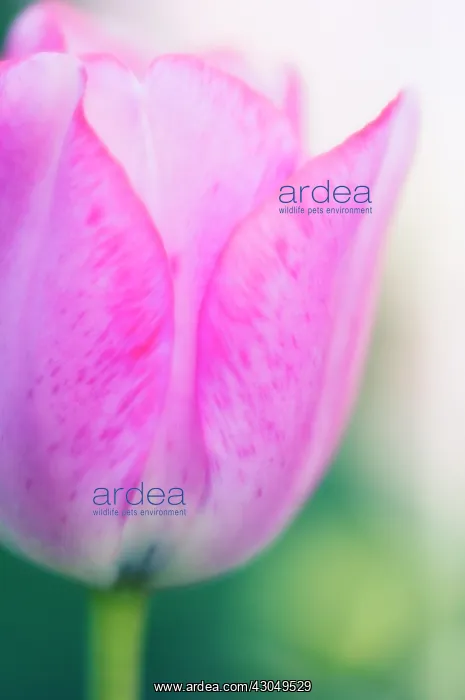 : Tulip, Tulipa : Tulip, Tulipa