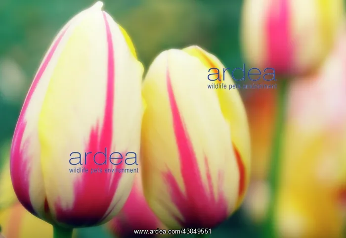  : Tulip, Tulipa