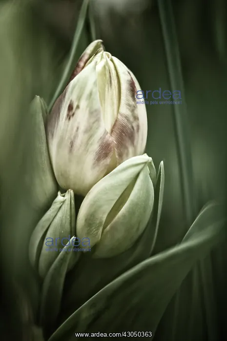 : Tulip, Tulipa : Tulip, Tulipa