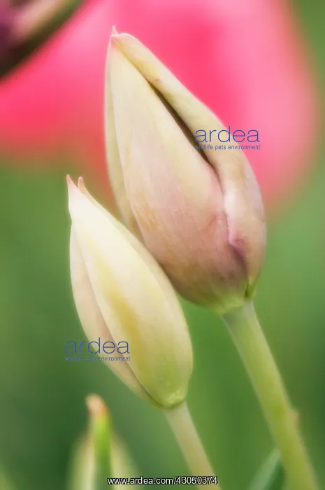 : Tulip, Tulipa : Tulip, Tulipa