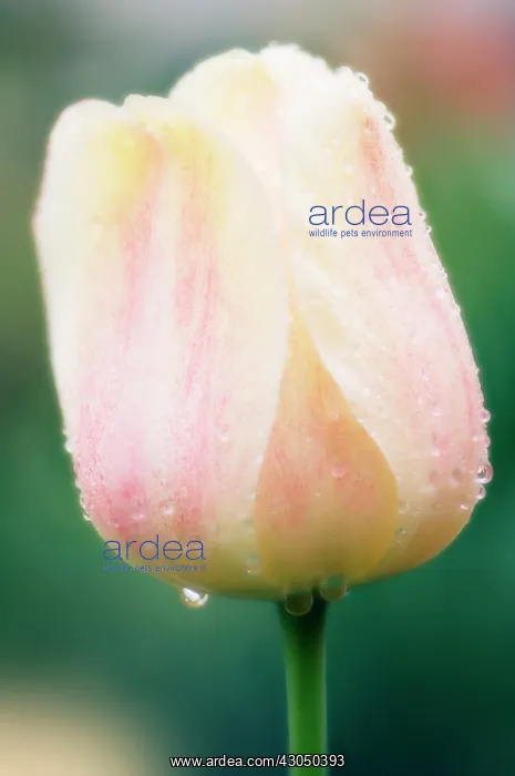 : Tulip, Tulipa : Tulip, Tulipa