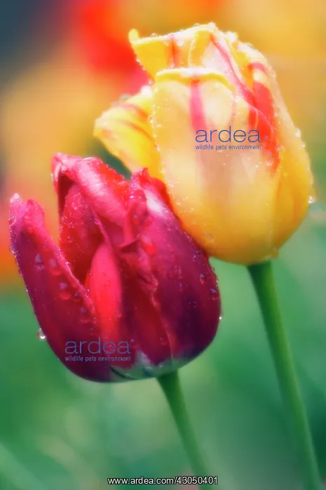 : Tulip, Tulipa : Tulip, Tulipa