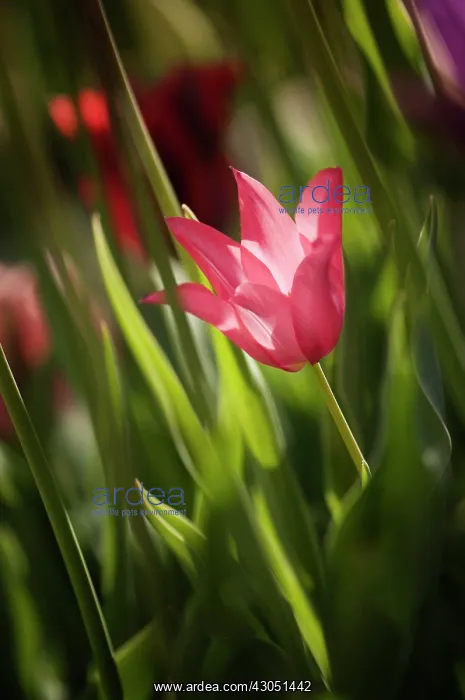 : Tulip, Tulipa : Tulip, Tulipa